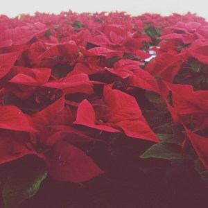 2014-11-26_1417013269